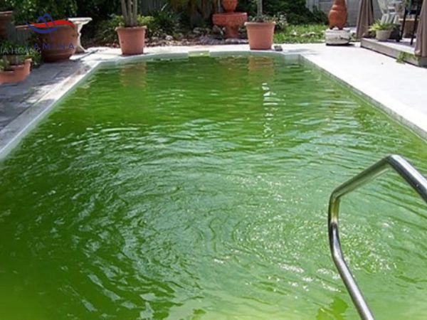 Nhiễm rêu tảo là một trong những nguyên nhân khiến nước bể bơi bị xanh