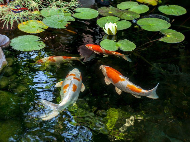 hồ cá koi